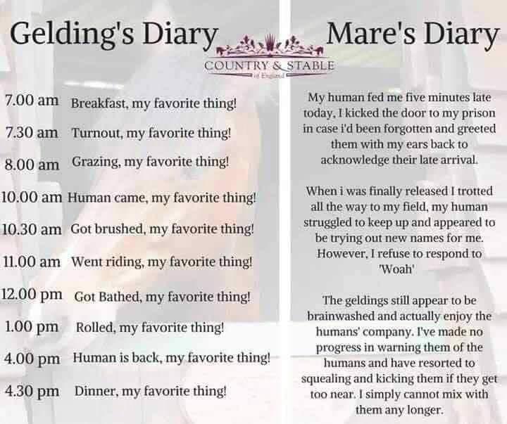 document - Gelding's Diary. Mare's Diary Country & Stable 7.00 am Breakfast, my favorite thing! 7.30 am Turnout, my favorite thing! My human fed me five minutes late today, I kicked the door to my prison in case i'd been forgotten and greeted them with my