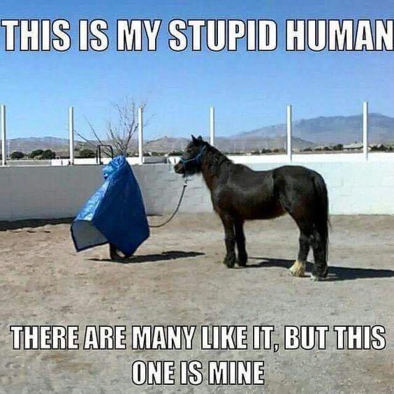 my human horse meme - This Is My Stupid Human There Are Many It, But This One Is Mine