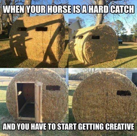 Horse - When Your Horse Is A Hard Catch And You Have To Start Getting Creative