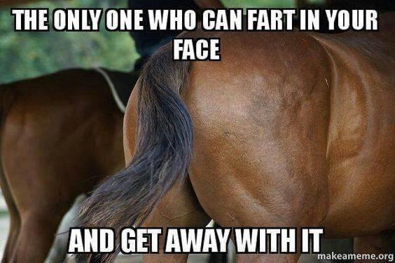 meme funny horse - The Only One Who Can Fart In Your Face And Get Away With It makeameme.org