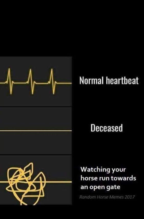 funny quotes funny horse memes - Normal heartbeat Deceased Watching your horse run towards an open gate Random Horse Memes 2017