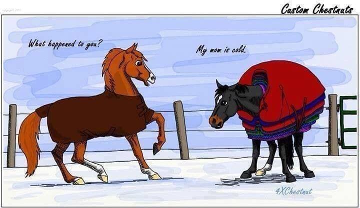 cold horse - Castom Chestaats What happened to you? Mom is cold. 1 Te 4XCkestaat