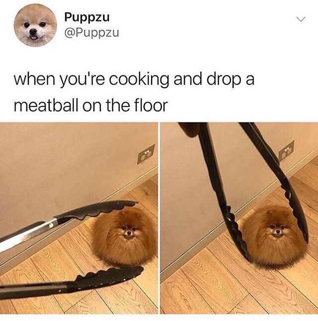 you re cooking and drop a meatball - Puppzu when you're cooking and drop a meatball on the floor