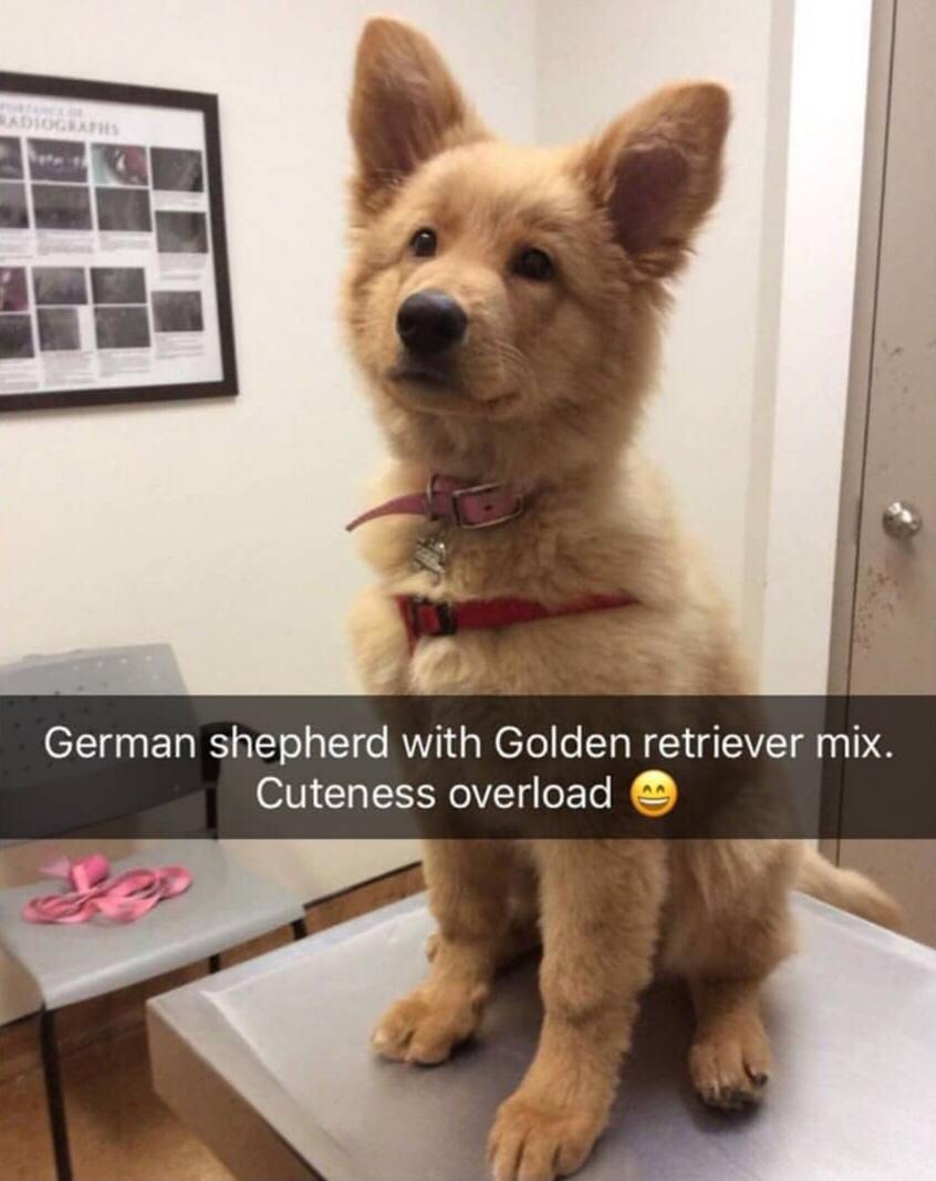 german shepherd x golden retriever - Adioget German shepherd with Golden retriever mix. Cuteness overload