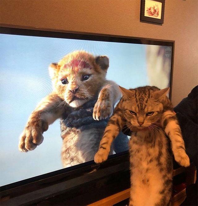 lion king and cats