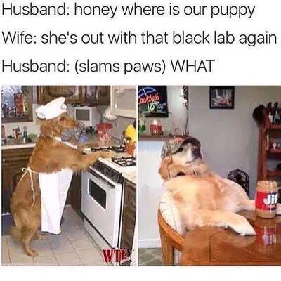 dogs cooking - Husband honey where is our puppy Wife she's out with that black lab again Husband slams paws What Locats Jil Wtrani