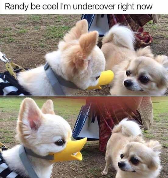 animals that will make you cry - Randy be cool I'm undercover right now