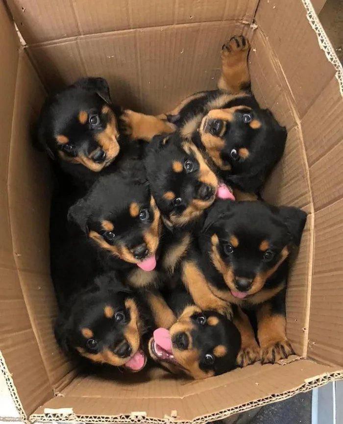 box of puppies -