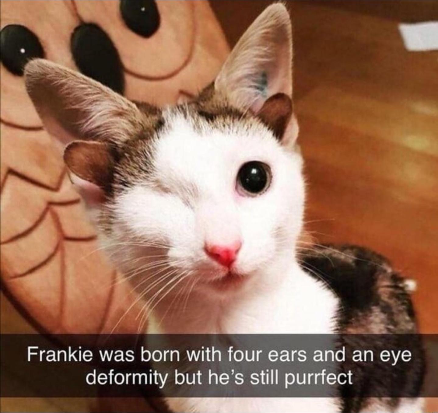 cat born with 4 ears - Frankie was born with four ears and an eye deformity but he's still purrfect