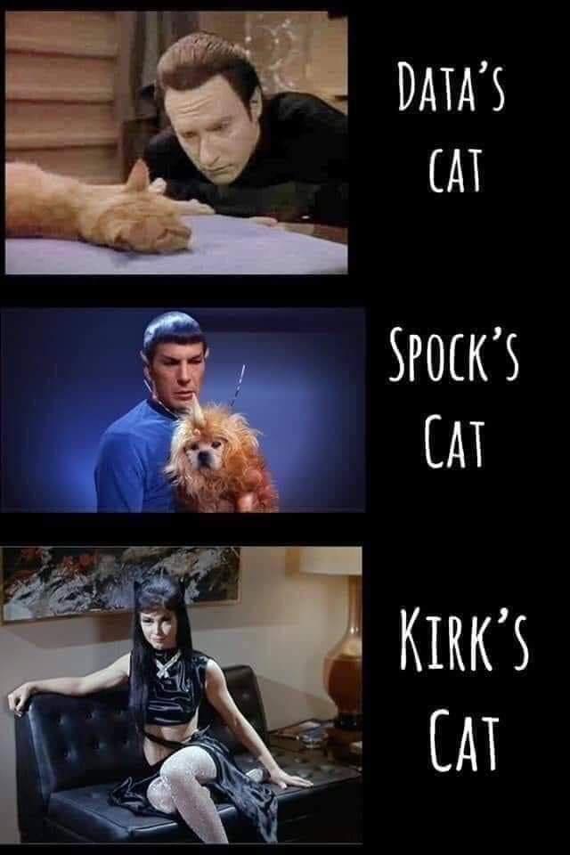 photo caption - Data'S Cat Spock'S Cat Kirk'S Cat
