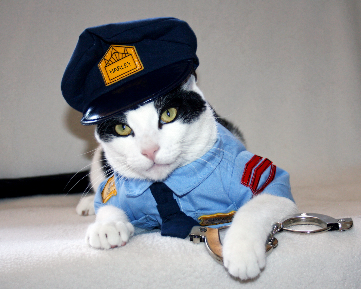 police cat costume - Harley