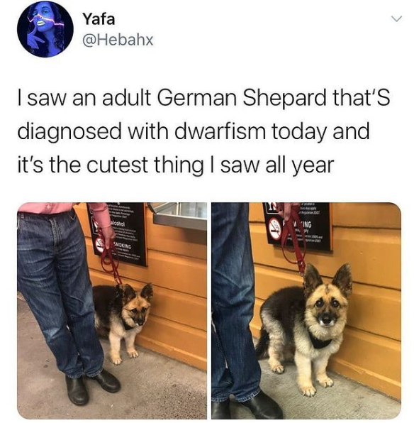 adult german shepherd diagnosed with dwarfism - Yafa I saw an adult German Shepard that's diagnosed with dwarfism today and it's the cutest thing I saw all year