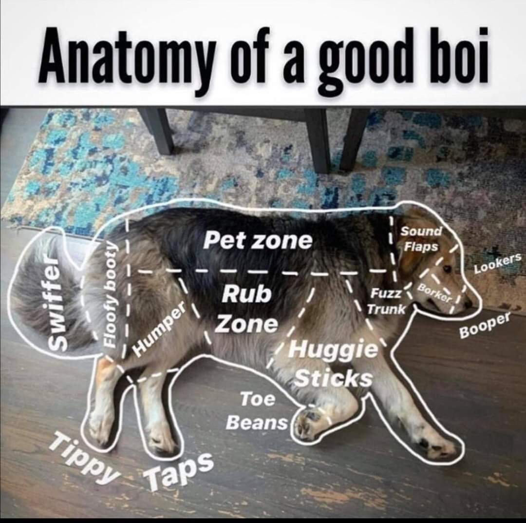 anatomy of a good boi - Anatomy of a good boi Pet zone Sound Flaps Lookers Floofy booty Swiffer Borker Booper Humper Rub Fuzz Trunk Zone Huggie Sticks Toe Beans Tippy Taps