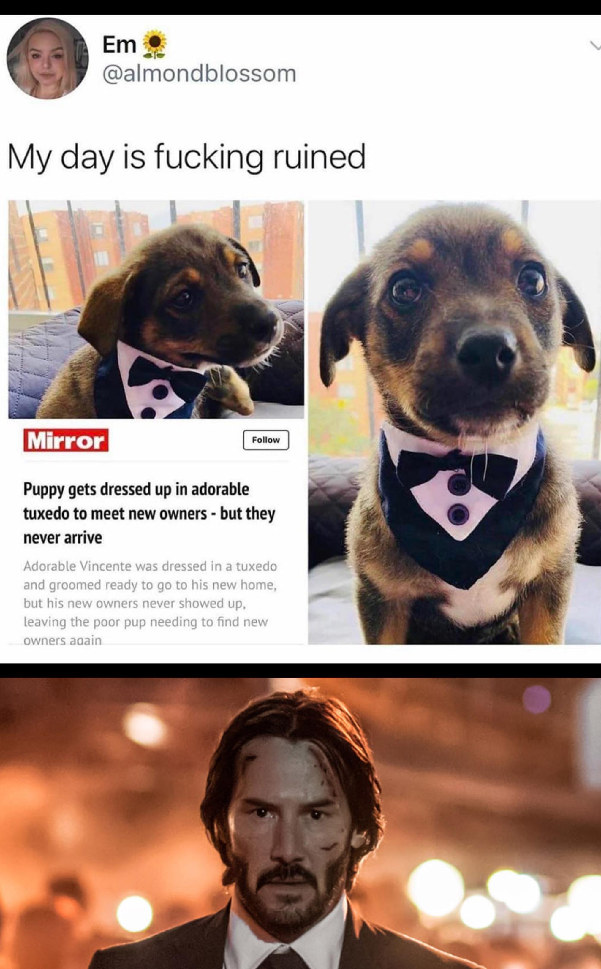 puppy dressed in tuxedo to meet new owners - Em My day is fucking ruined Mirror Puppy gets dressed up in adorable tuxedo to meet new owners but they never arrive Adorable Vincente was dressed in a tuxedo and groomed ready to go to his new home, but his ne
