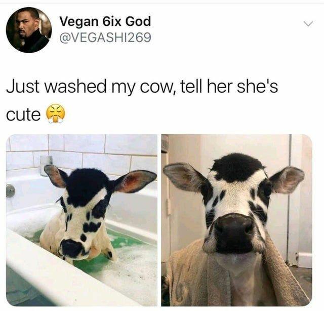just washed my cow tell her she's cute - Vegan 6ix God Just washed my cow, tell her she's cute