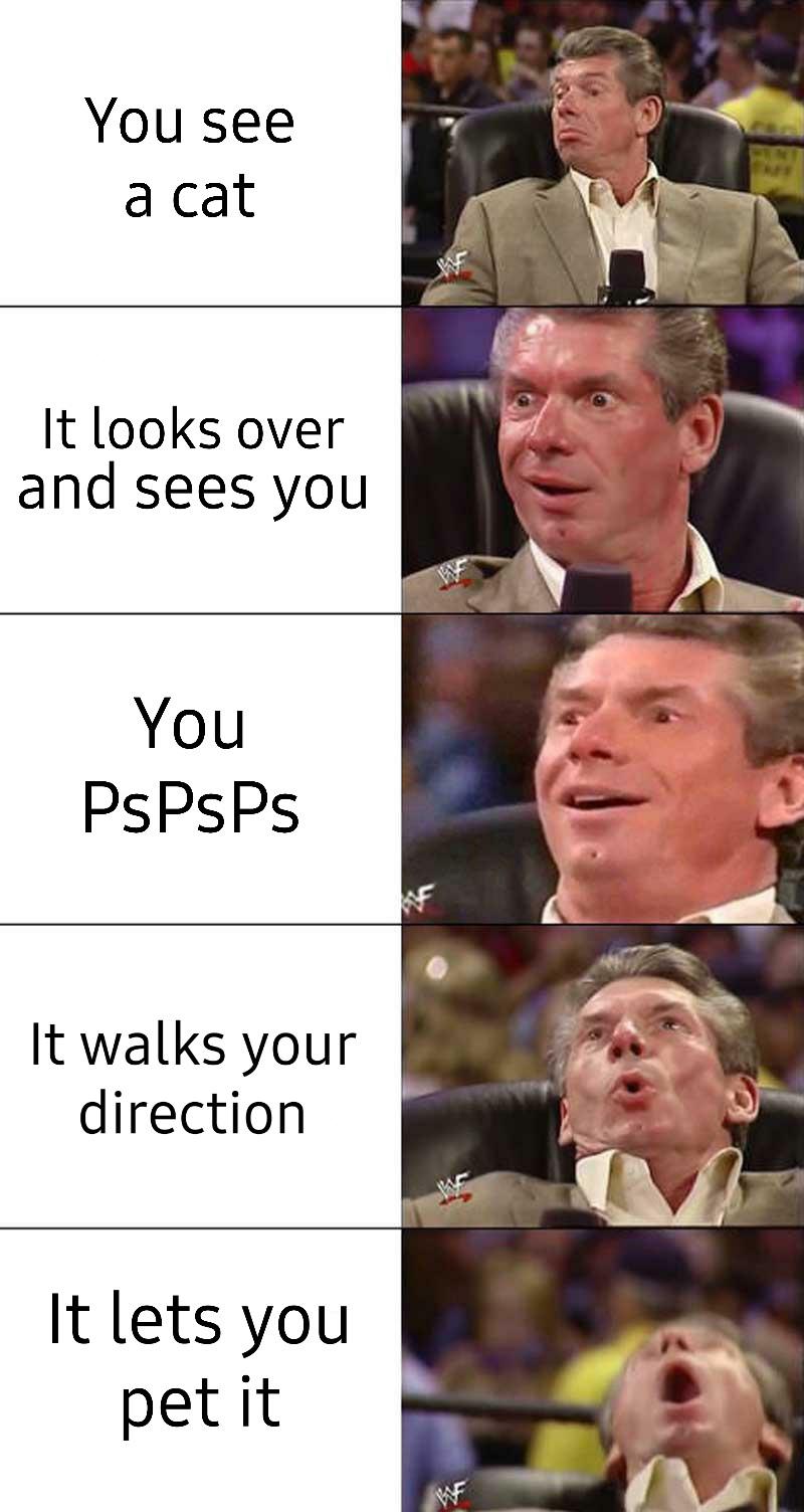 vince mcmahon meme - You see a cat It looks over and sees you You PsPsPs It walks your direction It lets you pet it