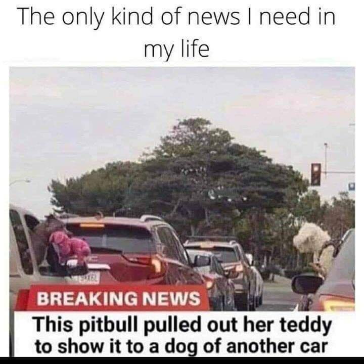 meme pitbull - The only kind of news I need in my life 12 Breaking News This pitbull pulled out her teddy to show it to a dog of another car