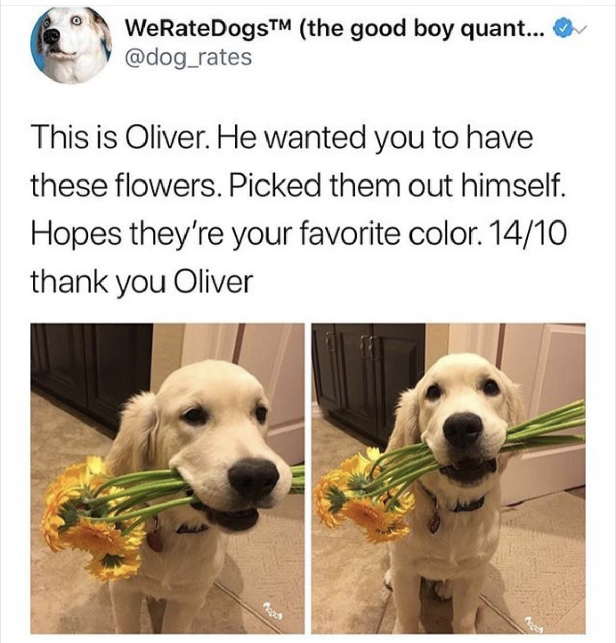 wholesome puppy memes - WeRateDogs the good boy quant... rates This is Oliver. He wanted you to have these flowers. Picked them out himself. Hopes they're your favorite color. 1410 thank you Oliver