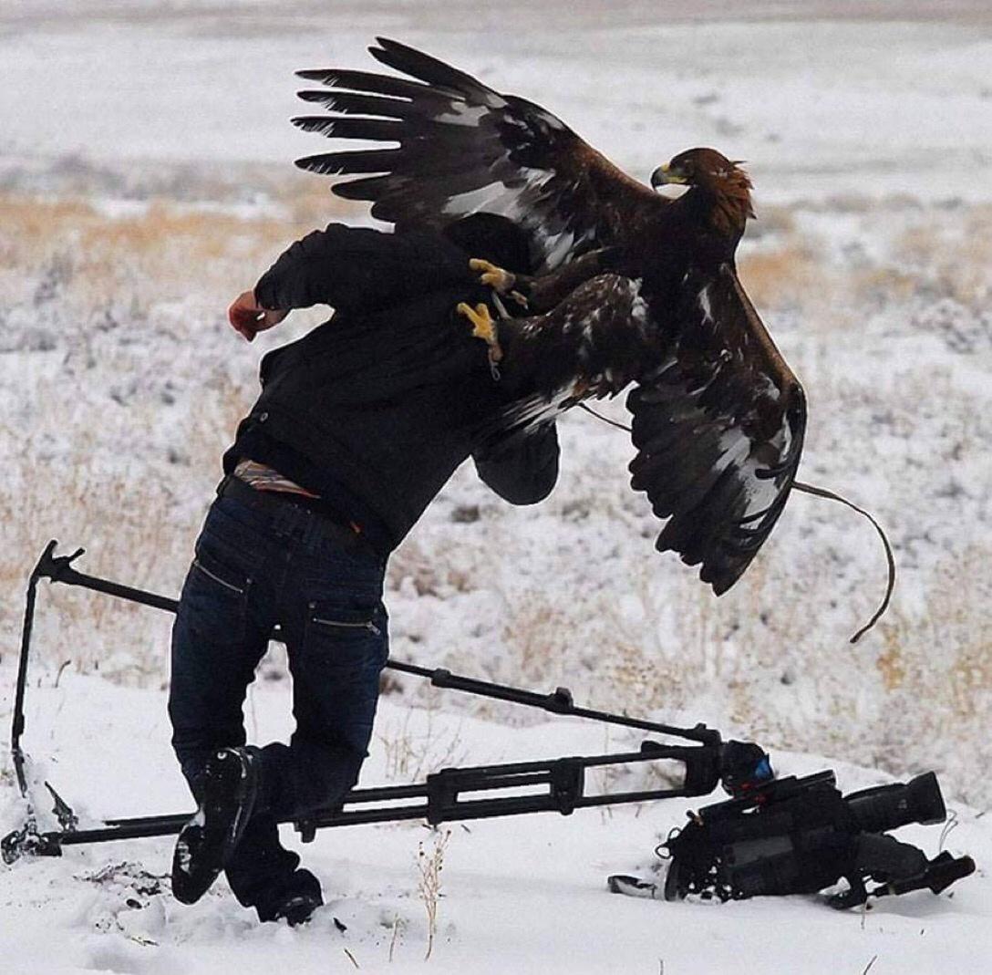 animals interrupting wildlife photographers - Ay