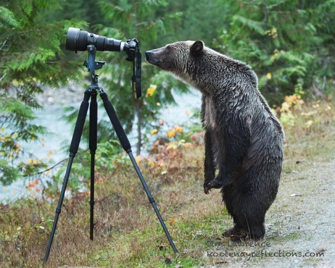 beautiful grizzly bears - Lawrer.de kootenayreflections.com