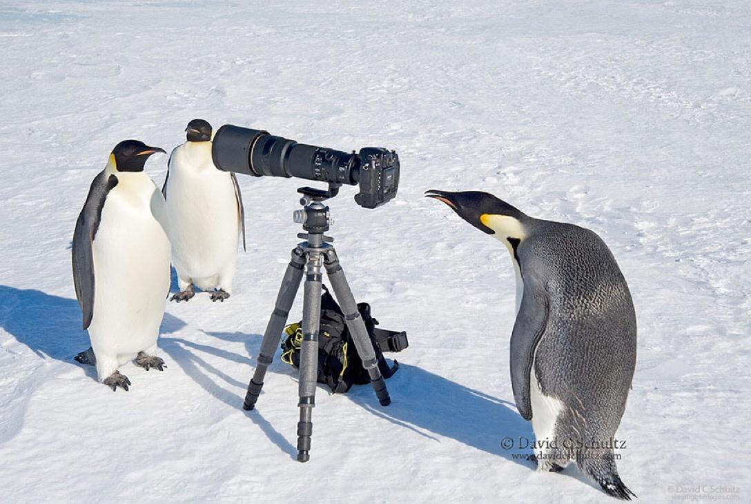 funny emperor penguin