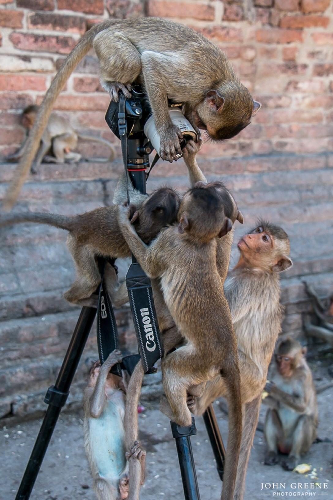 monkeys with camera - Gun Canon John Greene Photography