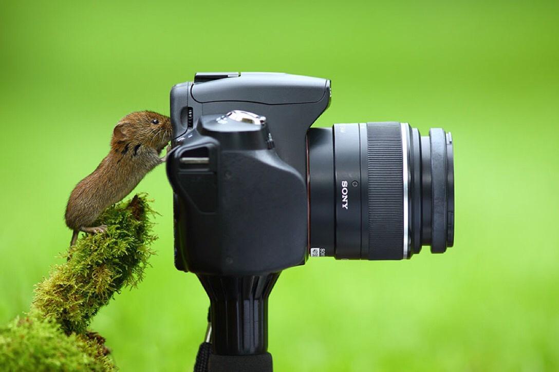 animals with camera - Sony Ses