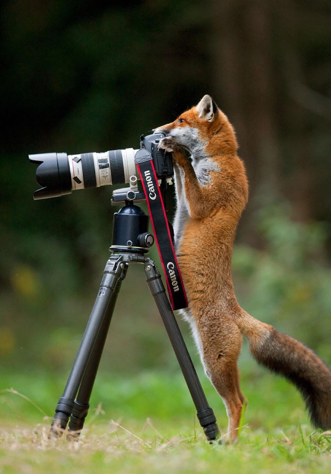 fox with camera - Canon Canon