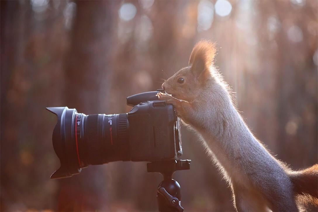 38 Pictures of Animals Interrupting Photographers