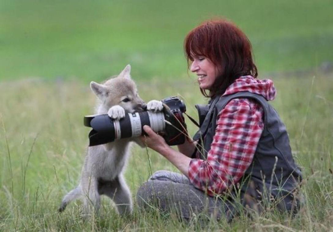 wolf pup photography