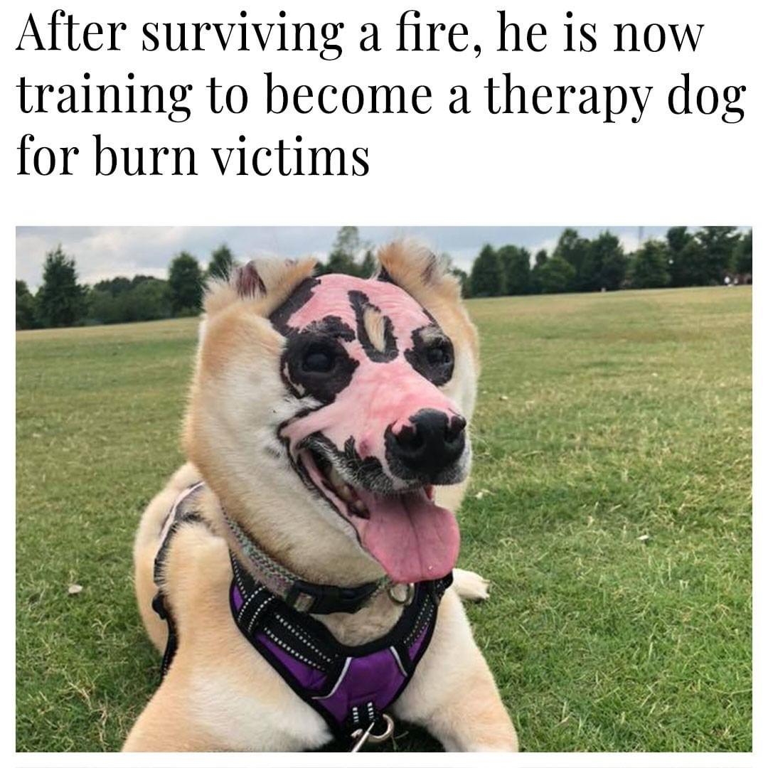dog in fire - After surviving a fire, he is now training to become a therapy dog for burn victims