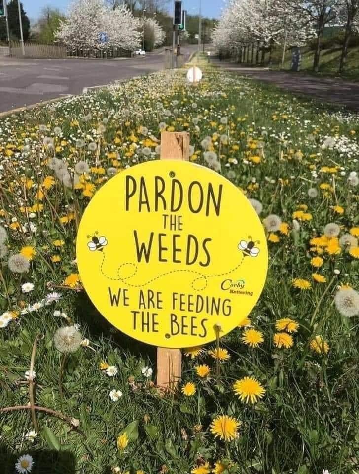 goblincore aesthetic - Pardon Weeds The Corley ettering We Are Feeding The Bees