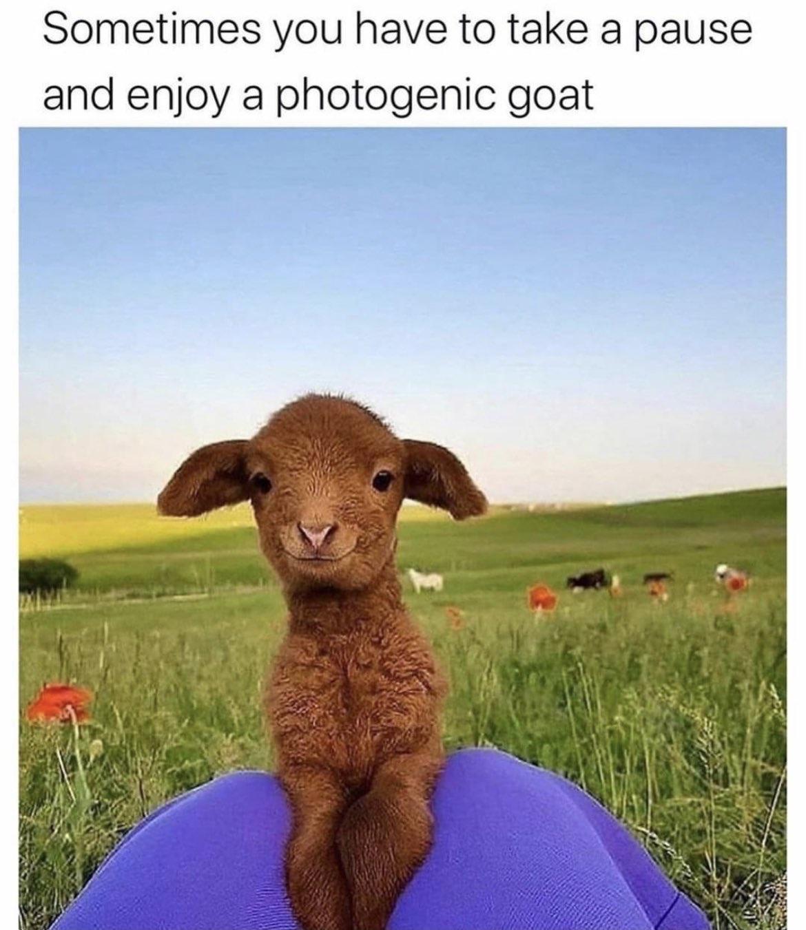 sometimes you have to pause and enjoy - Sometimes you have to take a pause and enjoy a photogenic goat