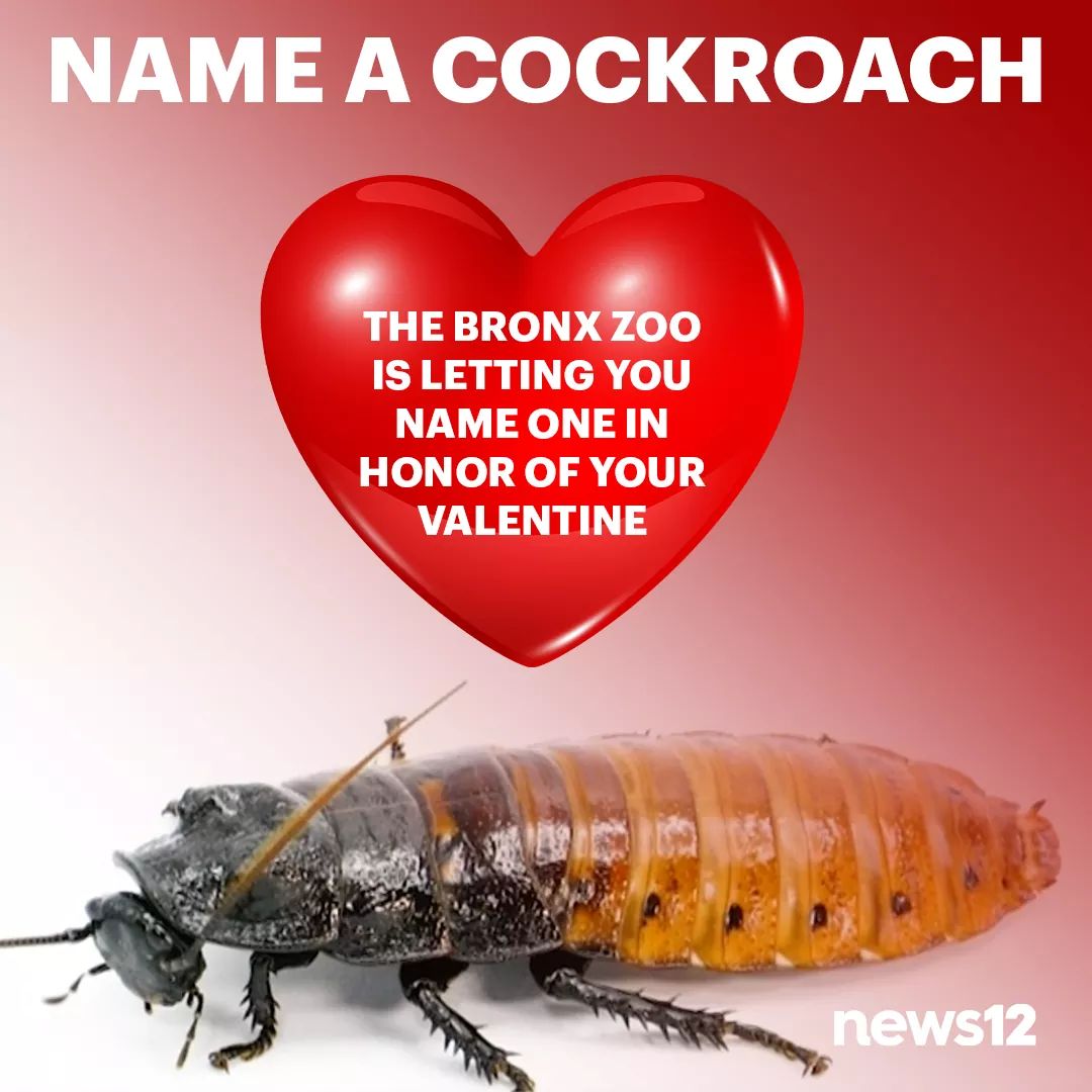 pest - Name A Cockroach The Bronx Zoo Is Letting You Name One In Honor Of Your Valentine news12