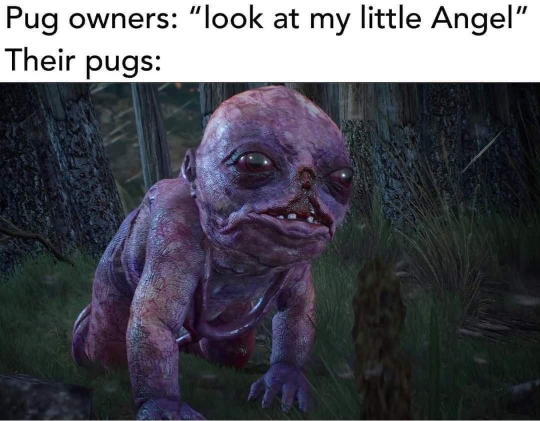 Pug owners "look at my little Angel" Their pugs