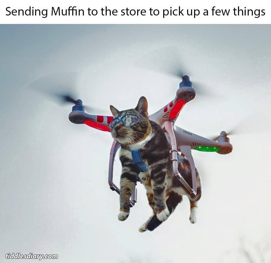 kittens and drones - Sending Muffin to the store to pick up a few things tiddlesdiary.com