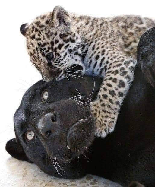 newborn jaguar cub