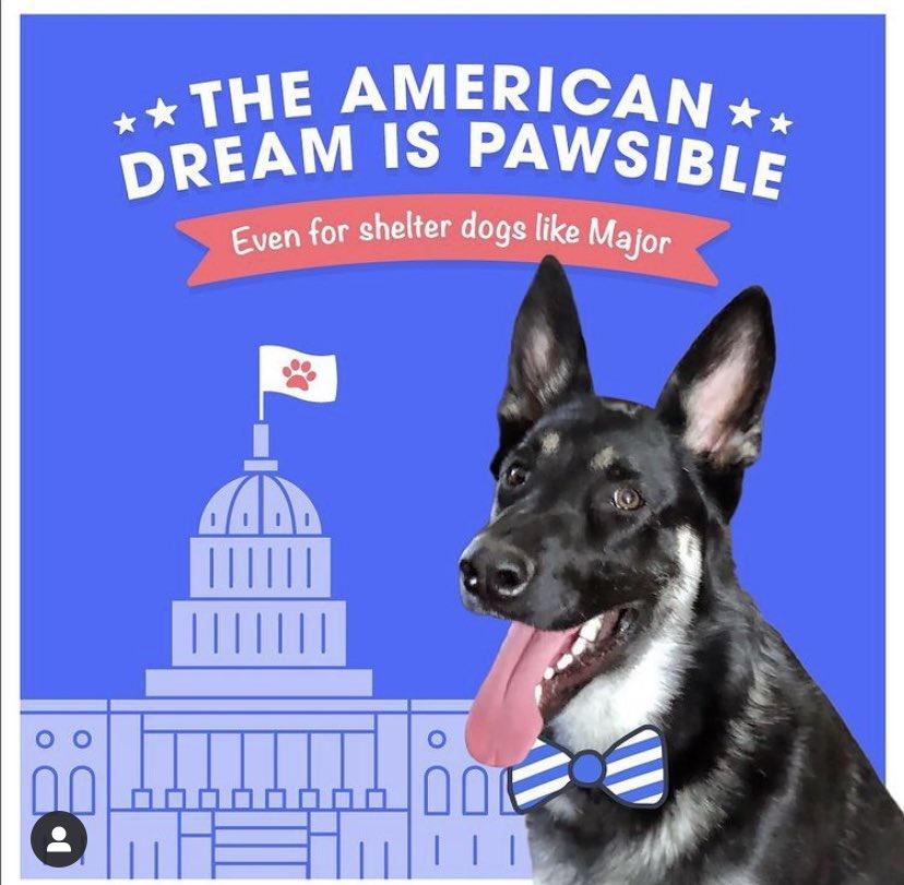 america's morning show - Even for shelter dogs Major Dream Is Pawsible The American Iiiiii Tiiiiii