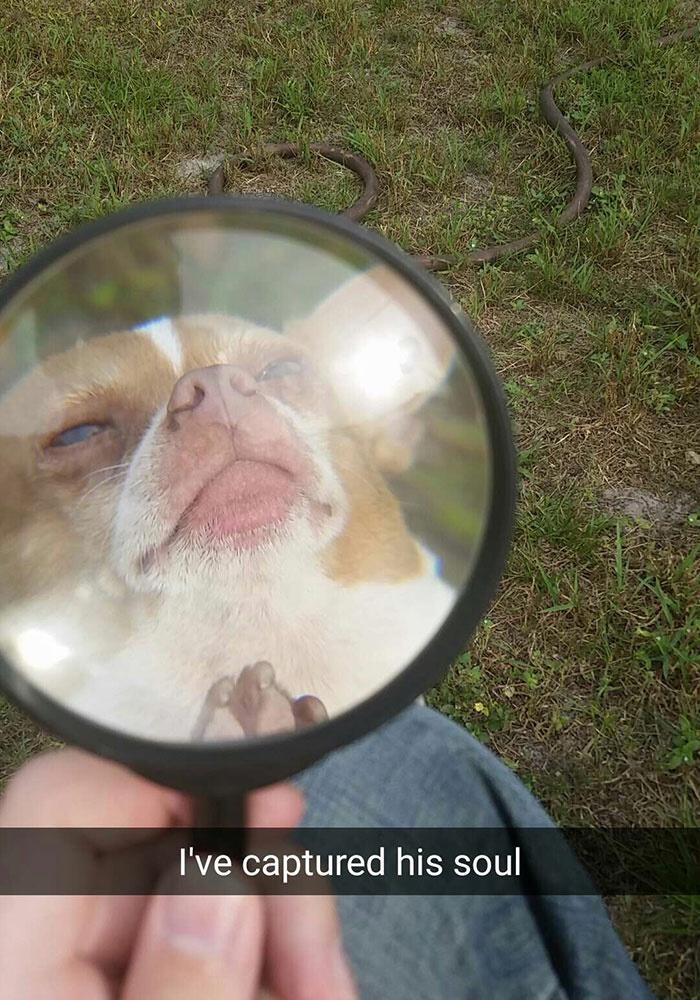 funny pics - Dog under a magnifying glass - I've captured his soul