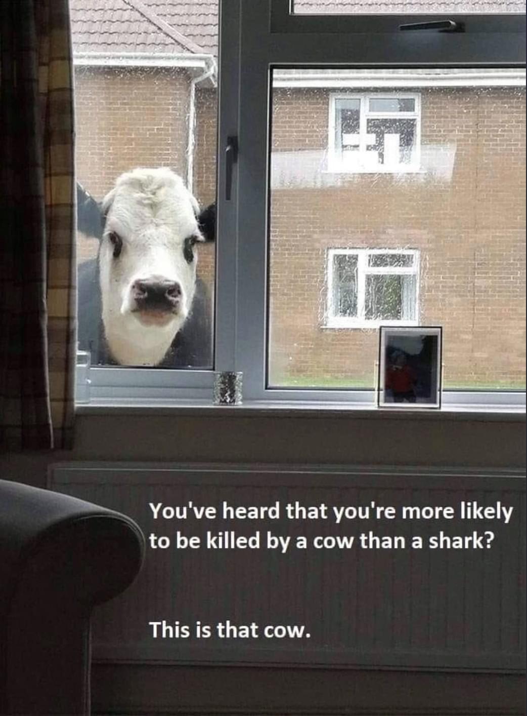 funny pics - cow at window - You've heard that you're more ly to be killed by a cow than a shark? This is that cow.