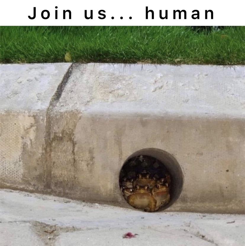 funny pics - your chances of getting killed by a group of frogs are low but never zero - Join us... human