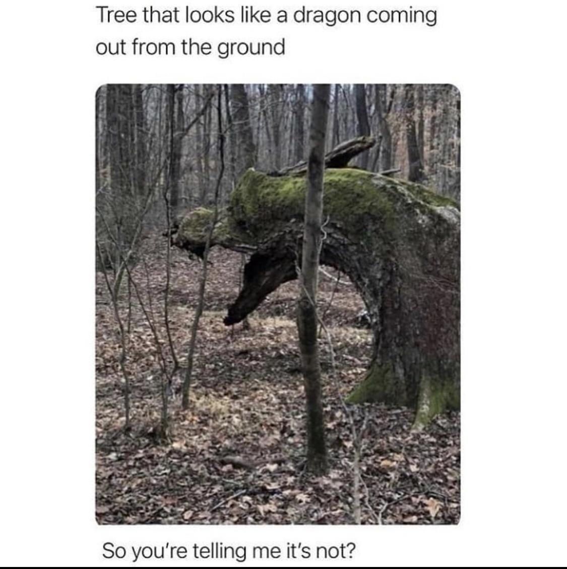 tree that looks like a monster - Tree that looks a dragon coming out from the ground So you're telling me it's not?