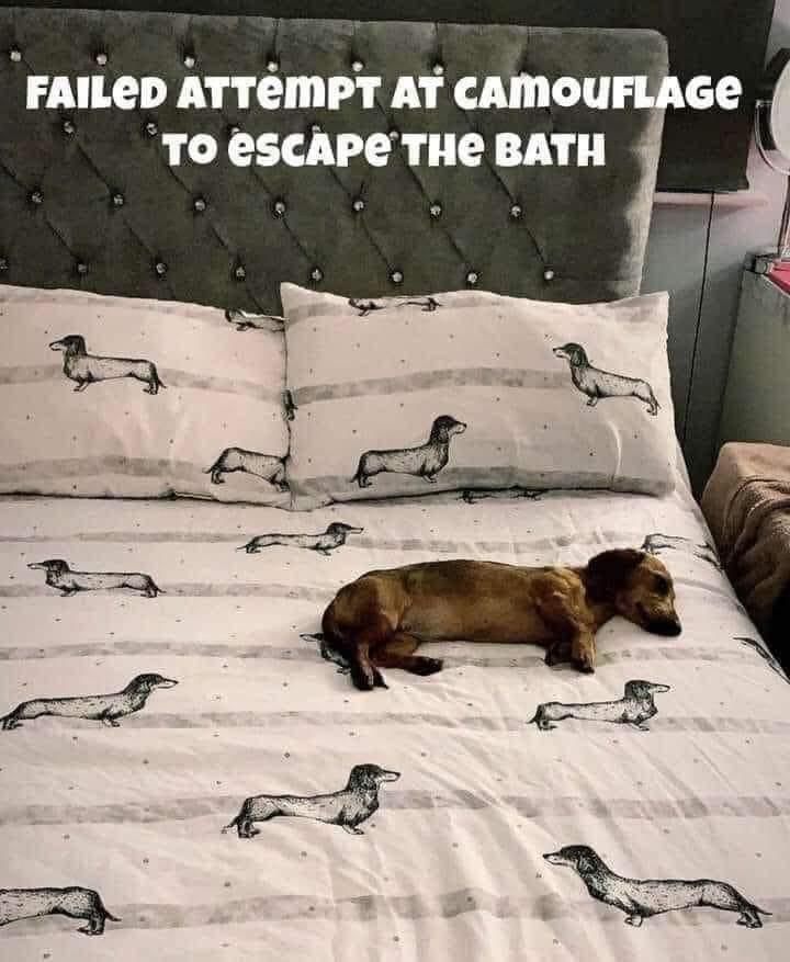 Failed Attmpt At Camouflage To Escape The Bath