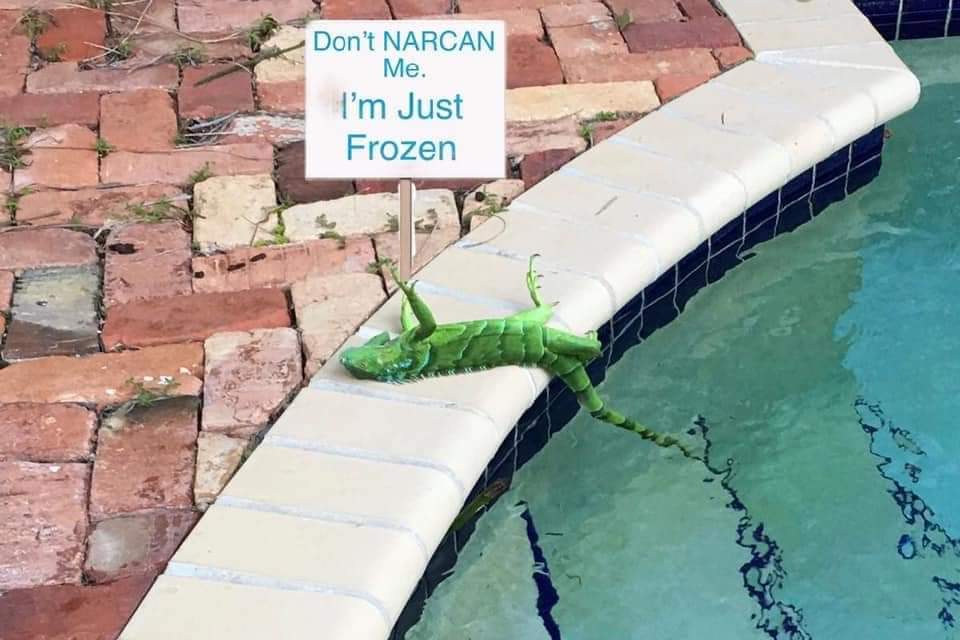 iguanas falling from trees - Don't Narcan Me. I'm Just Frozen
