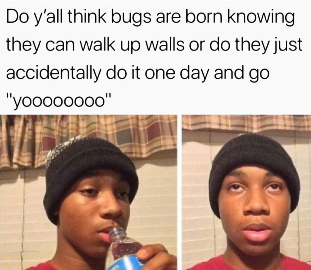 blunt memes - Do y'all think bugs are born knowing they can walk up walls or do they just accidentally do it one day and go "yooo00000"