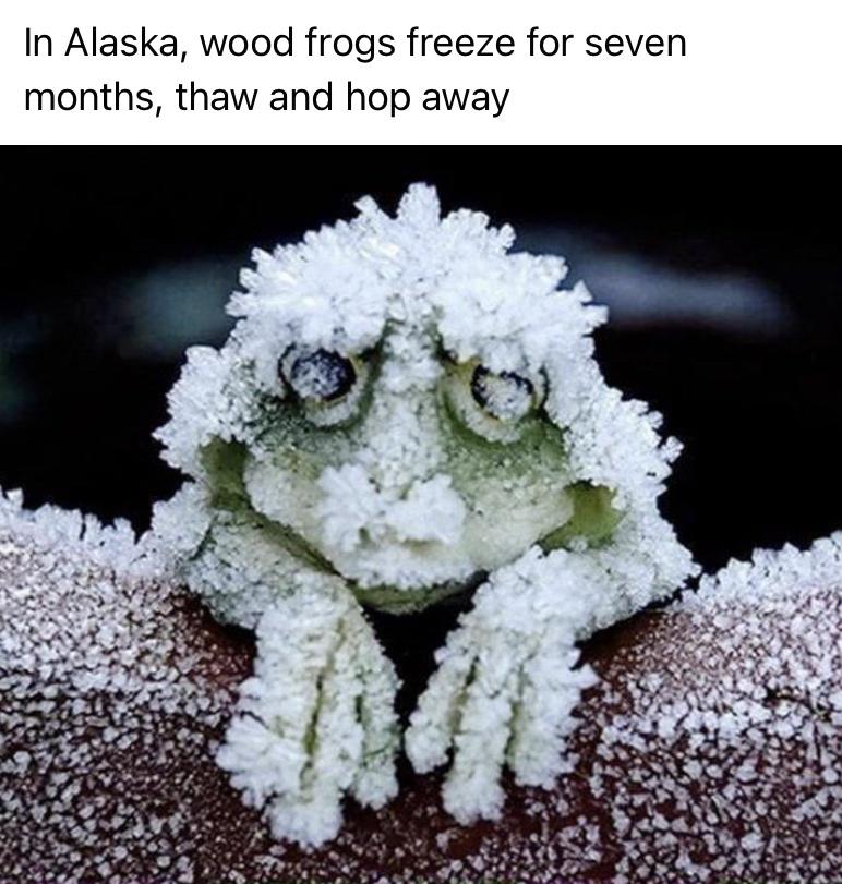 lithobates sylvaticus freeze - In Alaska, wood frogs freeze for seven months, thaw and hop away