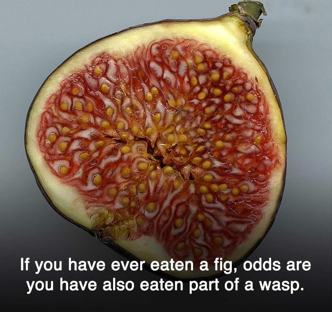 If you have ever eaten a fig, odds are you have also eaten part of a wasp.