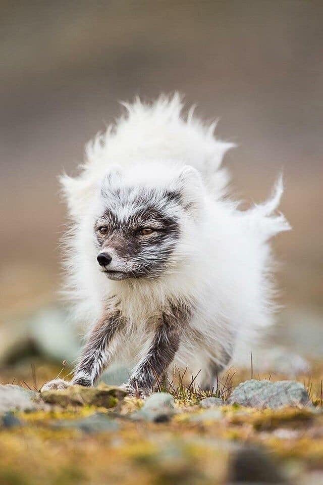 arctic fox shedding