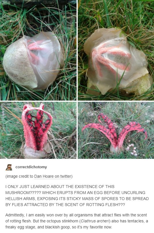 dank meme facts - correctdichotomy image credit to Dan Hoare on twitter 1 Only Just Learned About The Existence Of This MUSHROOM77777 Which Erupts From An Egg Before Uncurling Hellish Arms Exposing Its Sticky Mass Of Spores To Be Spread By Flies Attracted