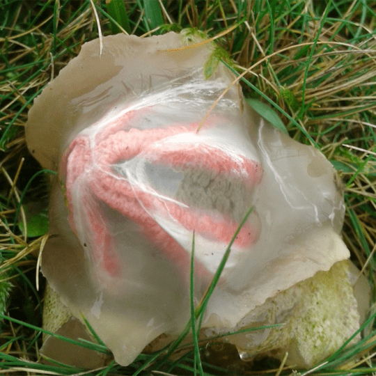 alien egg fungus
